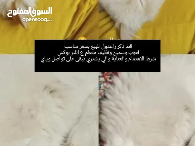 قط راغدول للبيع
