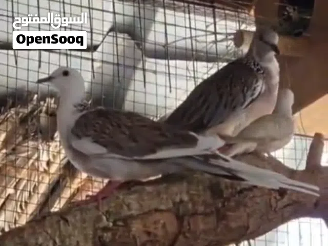 زوج تايلندي لون جميل.