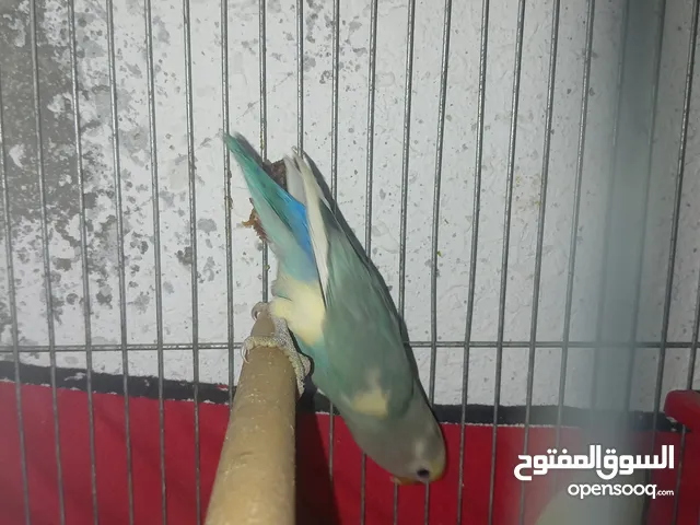 5 حبات روز عمر 3 اشهور صحه ونضافه