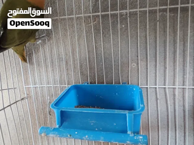 بركاديبو اوب للين انتي ربي يبارك