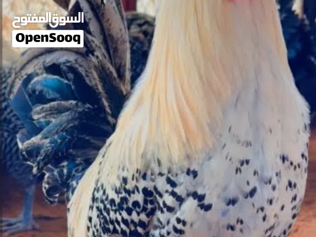 متوفر ديوك فيومي فضي عدد 2