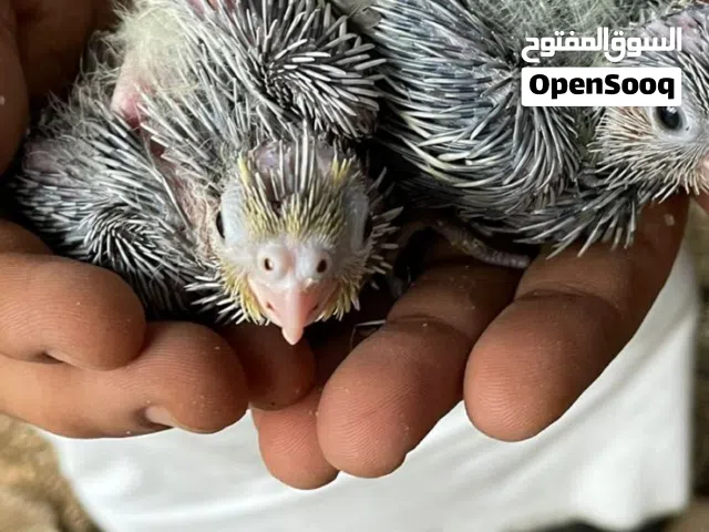فروخ كوكتيل