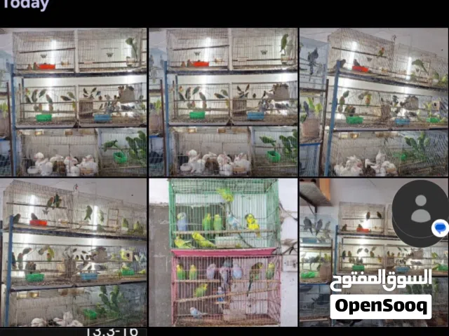 BIRD'S FOR SALE