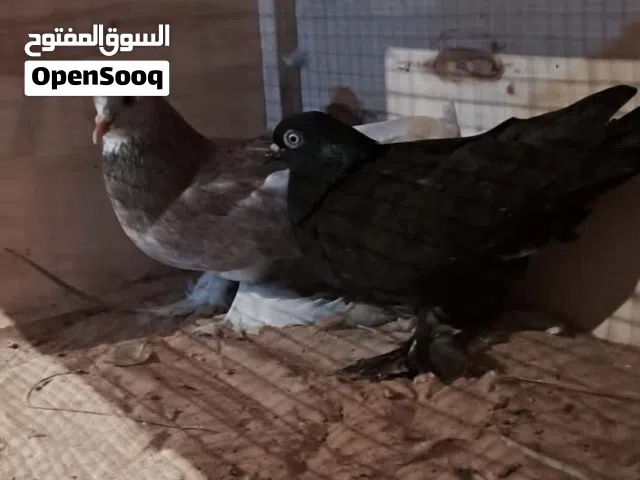 كوبي حمام درجه اولى للبيع