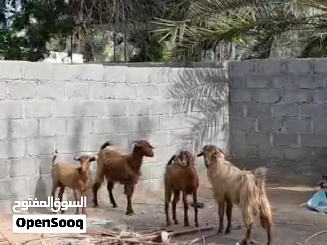 تيوسه غير مخصايات 2 وصخلات 2