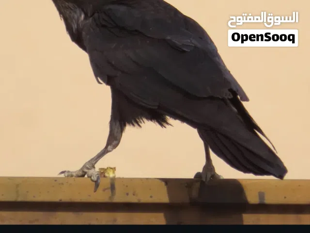 مطلوب غراب اسود للبيع