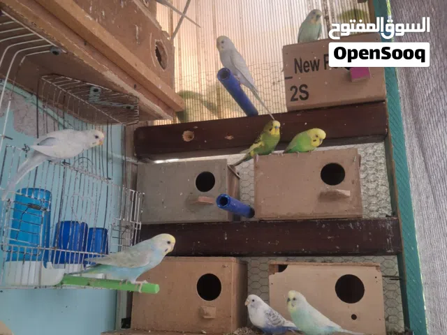 طيور الحب..للبيع