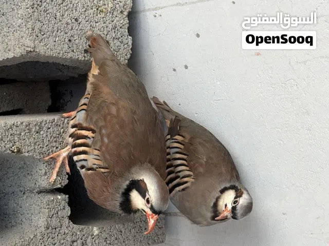زوج حجل  باكستاني منتج أمورهن طيبه وأزواج  فزن لون الأبيض الخالص