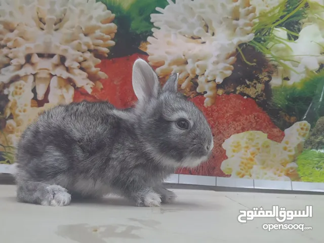 صغار الارانب / Baby rabbits