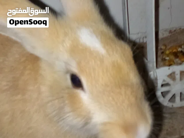 ارنب هجين للبيع
