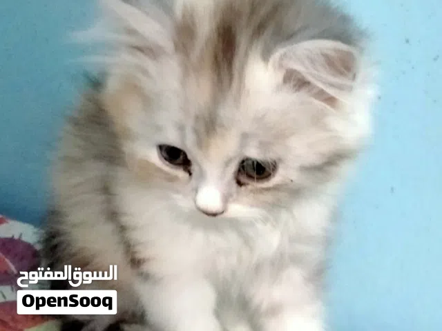 قطه شيرازي شانشلا كاليوكي 45 يوم