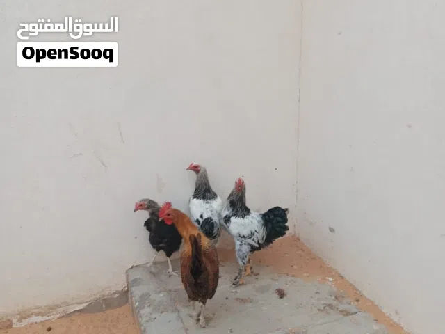 فراريج عربيات للبيع