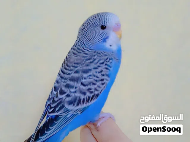 طيور بادجي اليفات الوانهم جميله