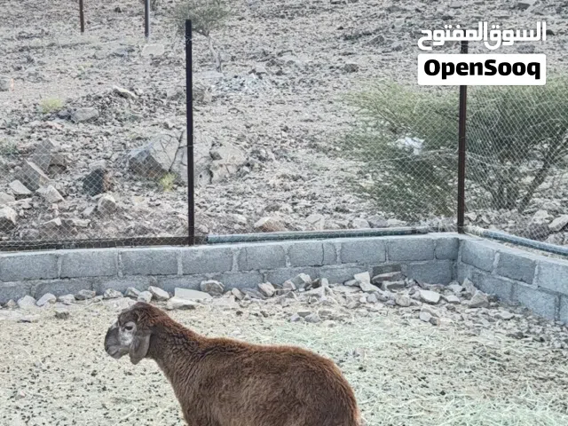 حمله سوداني اصل