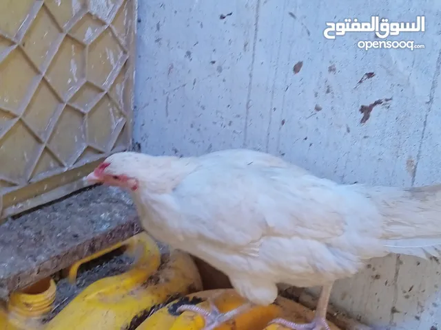 ديج ودجاجتين بياضات