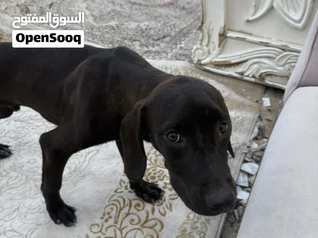 لابرادور اصيل 5 شهور