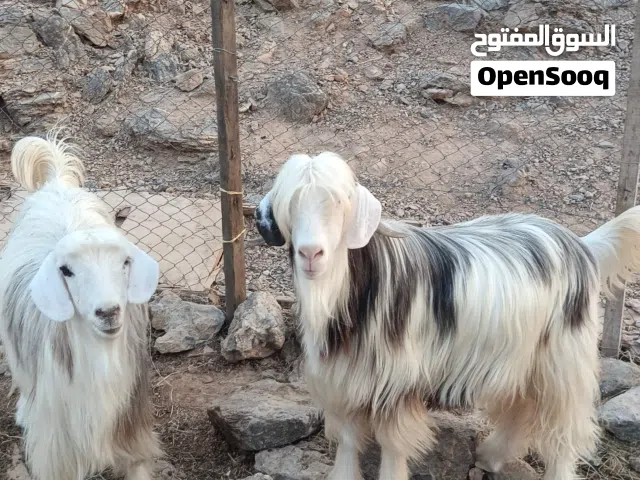 حلال للبيع جدايه سمينات للذبح تبارك الله الرحمن