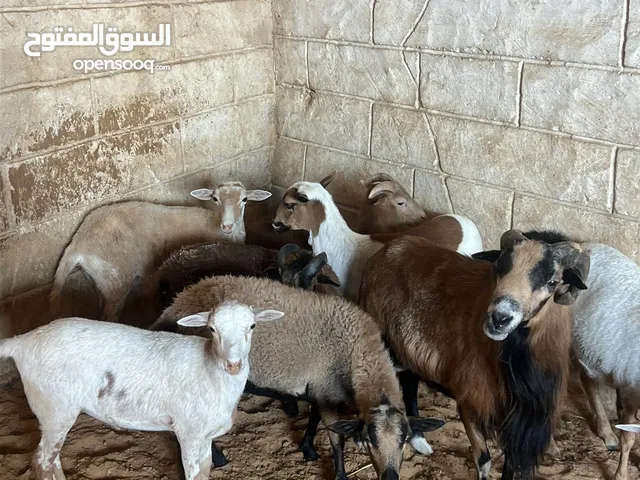 غنم 2 خرفان و8 نعجت