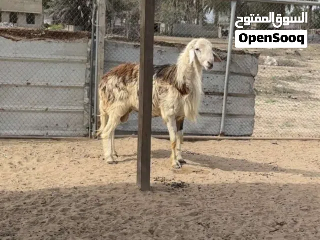 للبيع كبش تهجين نجدي الكبش راهي بغيته فحل او ذبيحه