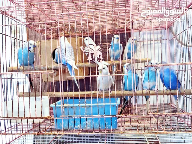 BIRD'S FOR SALE