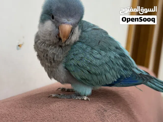 كوكير ازرق ورصاصي عمر اربع اشهر مفطوم اليفف كلش يصعد على الايد بدون عض