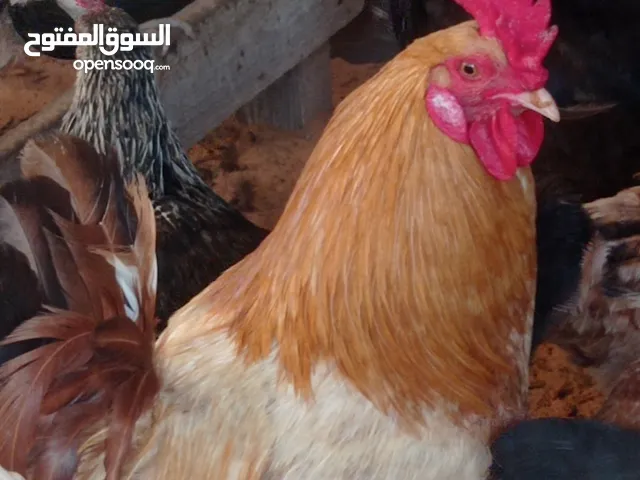 فراريج ربي يبارك لدبج او لتكسيب نضاف وغلاض