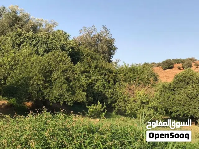 ارض للبيع في وادي شعيب