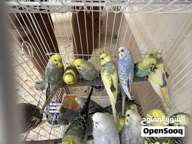 طيور حب 15 زوج للبيع