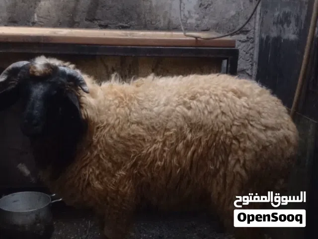حولي برقاوي