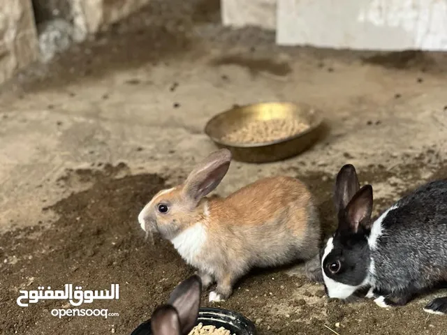 ارانب / rabbit / اناث ارانب
