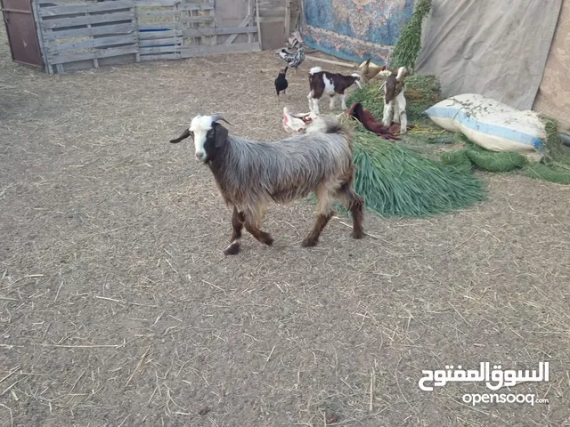 جدايه مخصايات للبيع