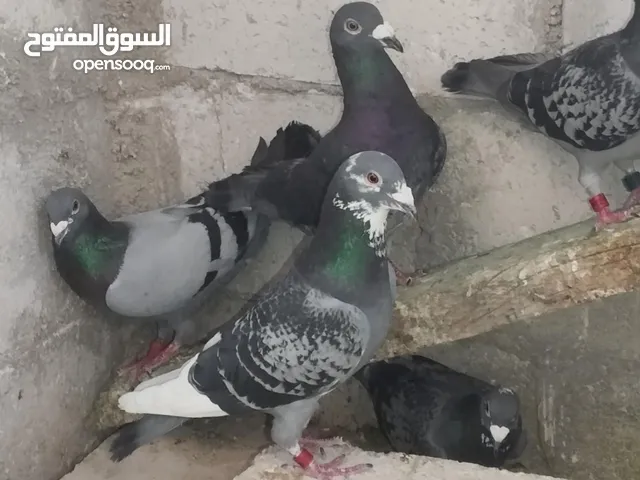 6 جواز زاجل زواجل واربع ذكور