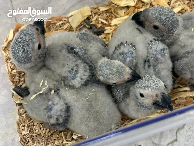 فرخ كاسكو 2600 درهم