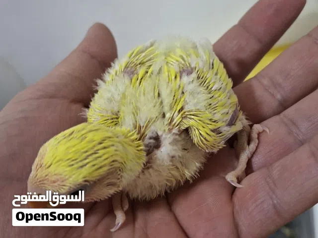 فــــــراخ روز للـــزق اليــــدوي عمـــر ثـــــلاث اســـــــابيع تقريبــــــــــا
