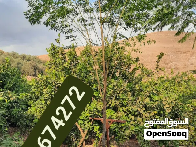 اشجار شماسي انثى حجم كبير ثلاث متر