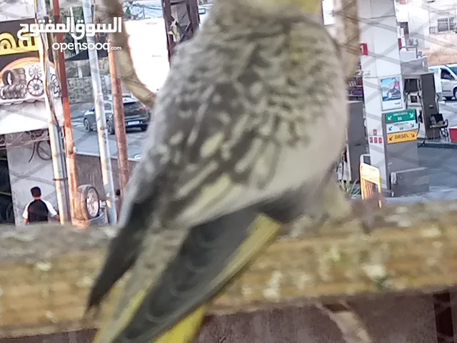 كوكتيل للبيع