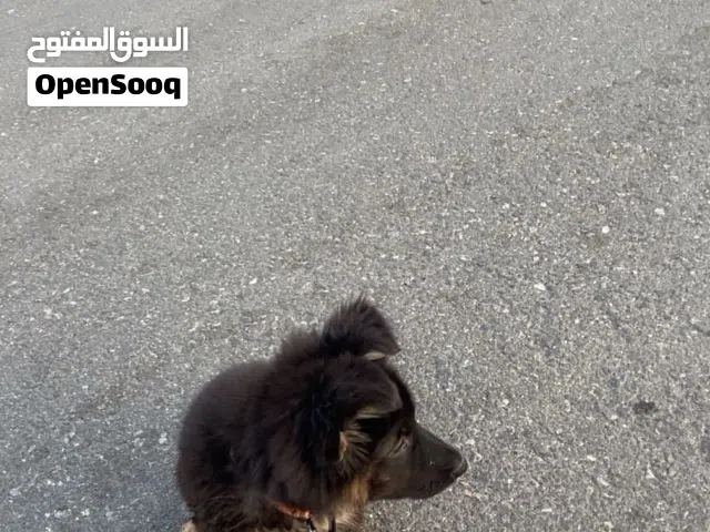 جيرمن شيبرد للبيع