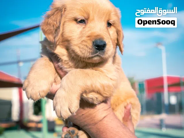 جراء جولدن ريتريفر..دوبرمان...بلجم مالينو للحراسه..جراء صغيره للمنزل والاطفال