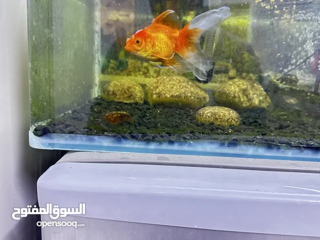 حوض اسماك متاكمل من كلشي مع اسمكه وحده