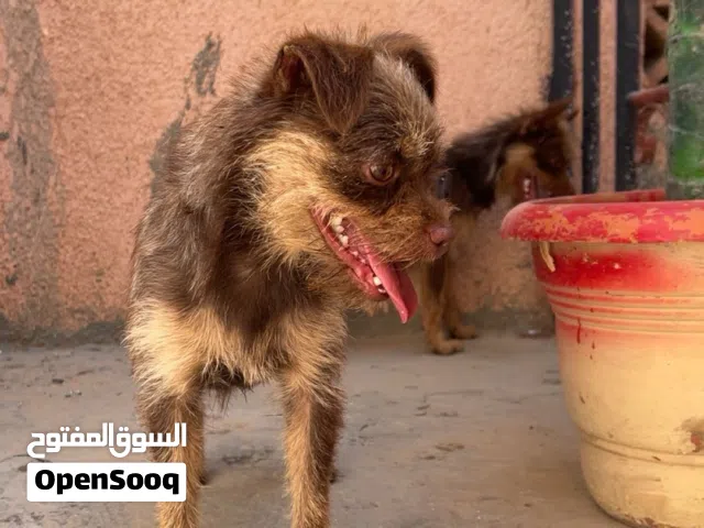 سلام عليكم كوبيه تشيواوا ربي يبارك جوهم مليح يلعبو