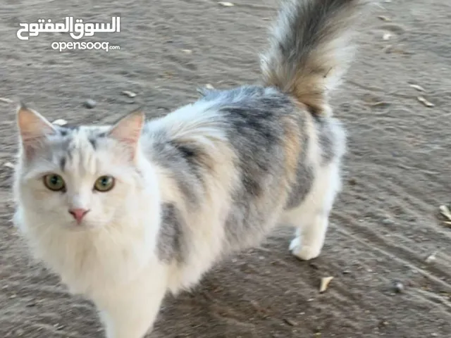 أنثى شيرازيه مكس بلدي
