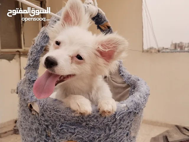 كلبه للتبني