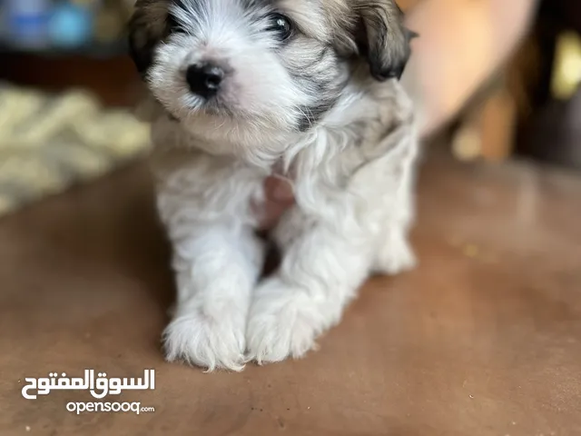 جراوي مالتيز عمر شهرين ثلاث بنات بدون تطعيمات