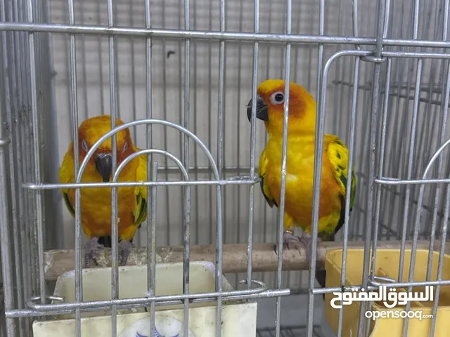 مطلوب ازواج الي عنده يتواصل معاي ب اقرب وقت ايي اعاين الزوج واخذه منك