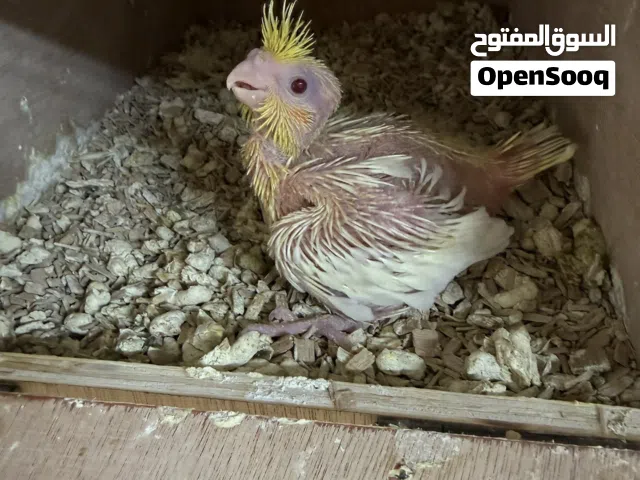فرخ كوكتيل لاتينو للبيع