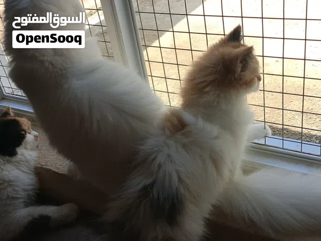 قطط شيرازيه للبيع بسعر مناسب  من أم شيرازيه وأب شيرازي  (الحياة مع قطة تجربة لا تُنسى) القطط مدربه.