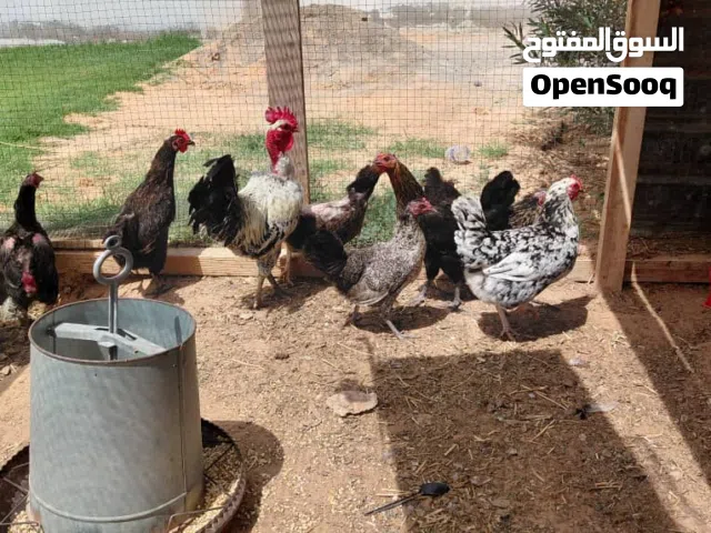 دجاج ربي يبارك 11 دجاجه 2فراريج