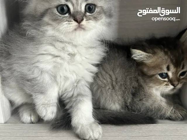 Kittens around 2 months