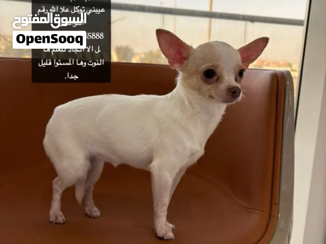 جيواوا حد سعرك نشالله مابنختلف