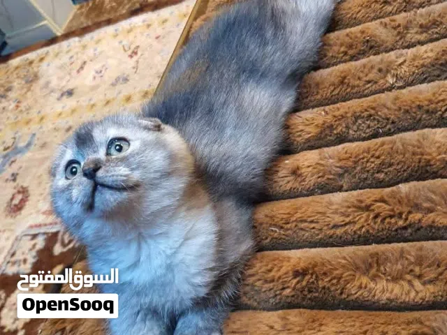 ذكر سكتش دبل فولد  هادي و كثير حنون متعود على الترب بكس و الدراي فود